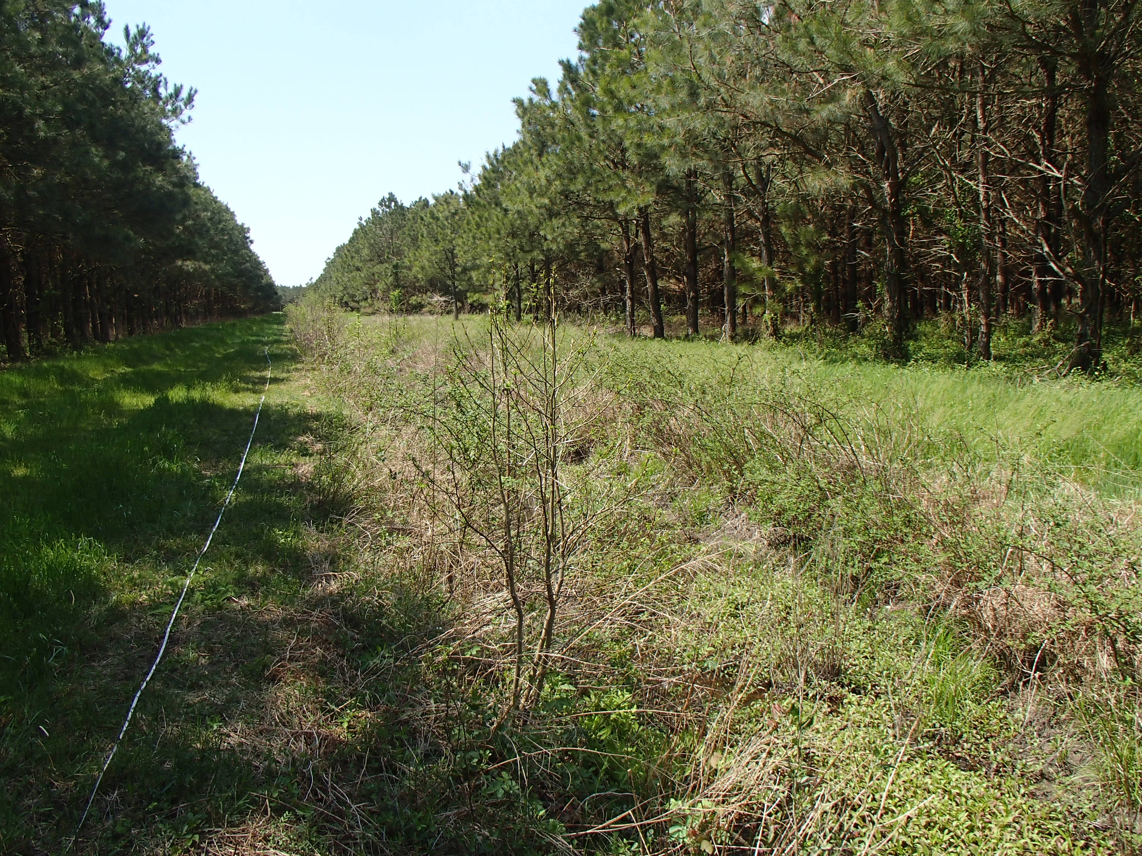 Field photo showing stream conditions at site LOPC-108-R-2016_Midpoint looking downstream